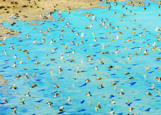 7.《万鸟齐飞》陈家斌11月30日摄于天(3456880)-20241206090904