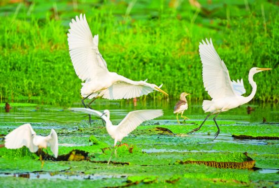 8《追逐》吴宗宝8月23日摄于来安县三城(3456881)-20241206090909