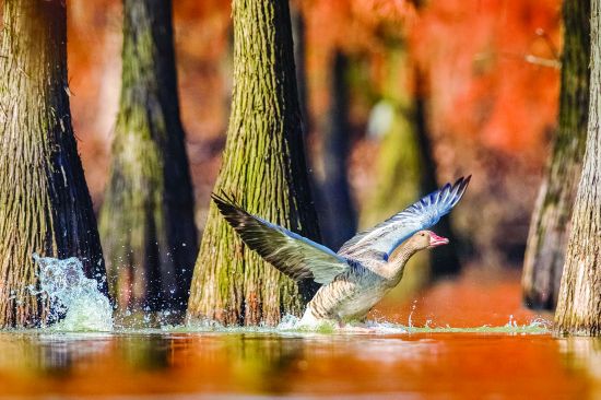 9《踏浪》郭文静11月21号摄于来安池杉(3456878)-20241206090914