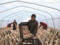 香菇丰收采收忙