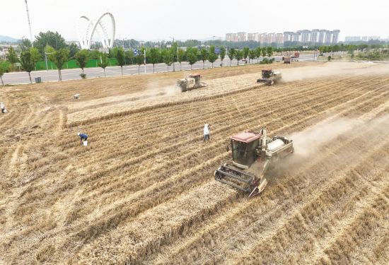 小麦抢收忙