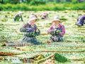 芡实成熟 采收忙