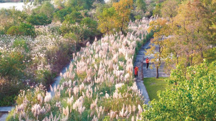 蒲葦盛開秋漸濃