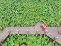 荷风送香入夏来