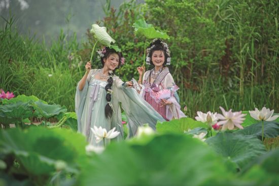 莲荷