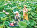 荷塘采莲忙