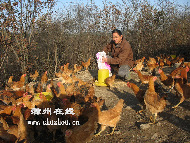 滁州在线-滁州要闻-滁州明光：生态养殖效益高