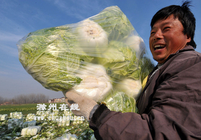 滁州在线-社会民生-泊岗蔬菜成了“香饽饽”