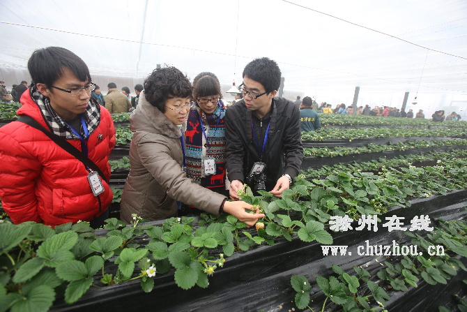 滁州在线-滁州要闻-中国草莓文化节亮相定远
