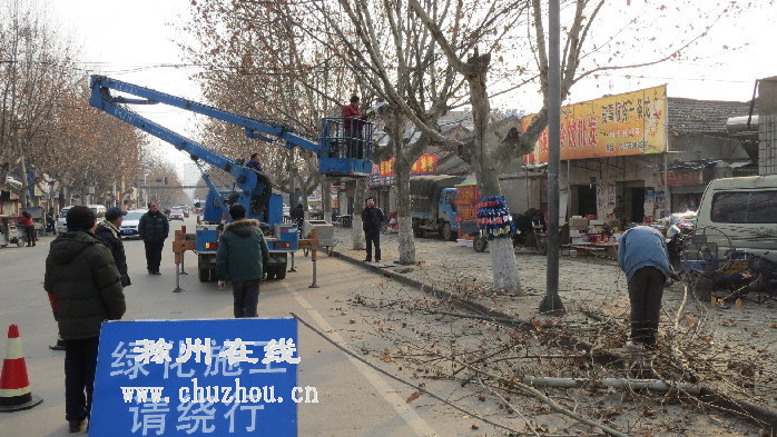 滁州在线-社会民生-滁城2000余株法梧开始“理发”