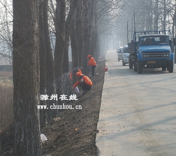 滁州来安：刷白行道树 美化路域环境