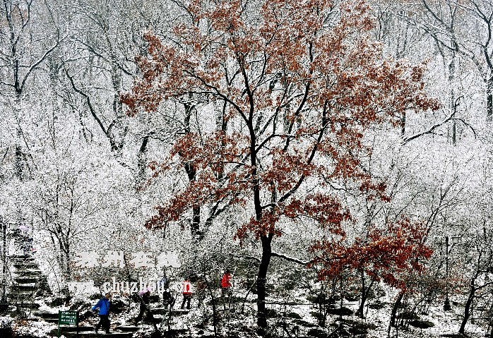 滁州在线-社会民生-上班第一天，雪花飘来滁州“拜年”