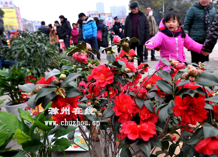 滁州在线-社会民生-滁州：花木争艳溢芳香