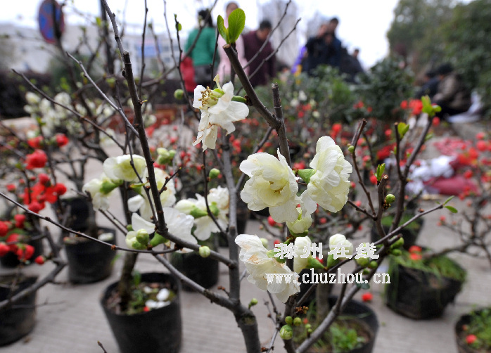 滁州在线-社会民生-滁州：花木争艳溢芳香