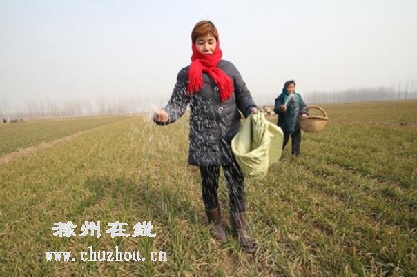 滁州在线-滁州要闻-池河加强小麦田管 滁州在线-滁州要闻-池河加强小麦田管