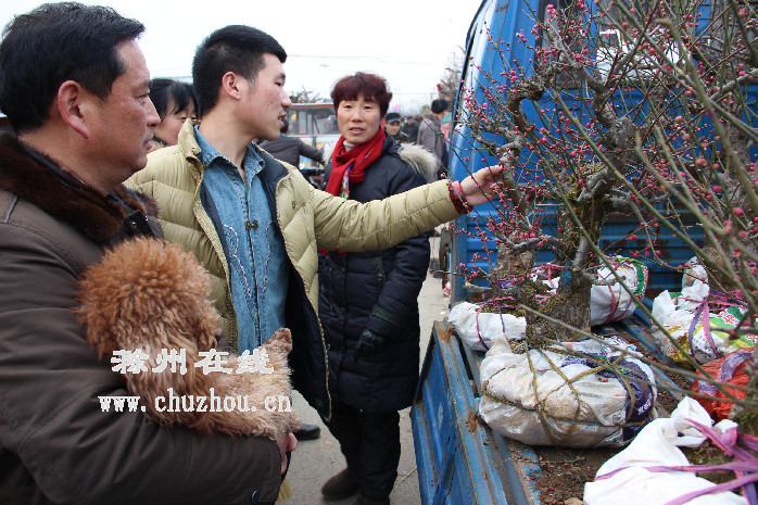 滁州在线-社会民生-滁州全椒：苗木旺新春