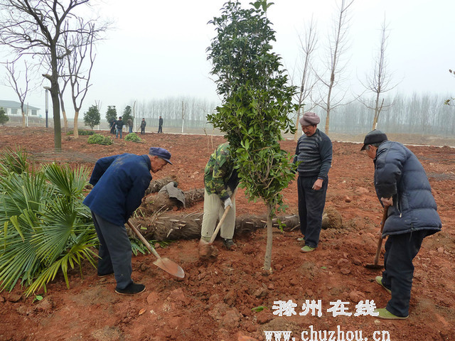 滁州在线-除皱要闻-种树
