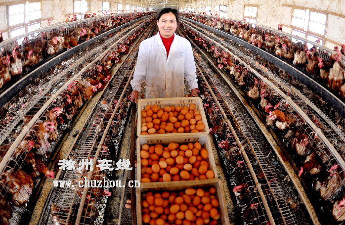 滁州在线-社会民生-滁州：返乡女工当上“鸡司令”