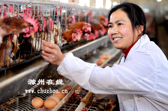 滁州在线-社会民生-滁州：返乡女工当上“鸡司令”