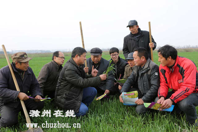 滁州在线-滁州要闻-田头指导促增收