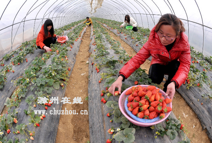 滁州在线-社会民生-滁州：草莓采摘乐趣多