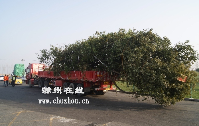 滁州在线-社会民生-滁州：“巨无霸”拉树车 深夜溜上高速