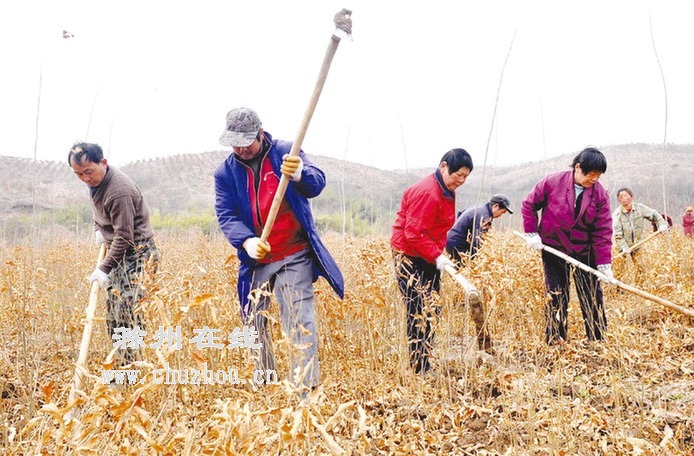 滁州在线-社会民生-滁州：人勤春早植树忙