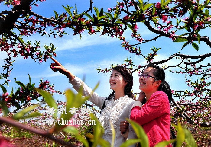 滁州在线-社会民生-清明小长假带火滁州乡村游
