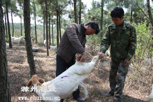 滁州在线-滁州要闻-三界镇组织兽医给羊防疫