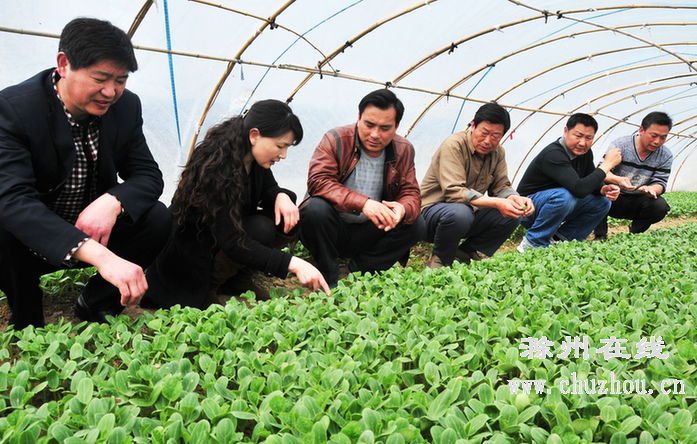 滁州在线-滁州要闻-田间