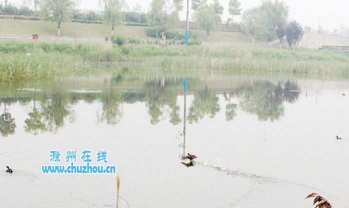 滁州在线-社会民生-“湿地精灵”入住天长红草湖公园