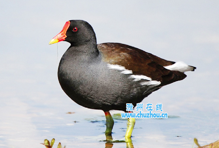 滁州在线-社会民生-“湿地精灵”入住天长红草湖公园
