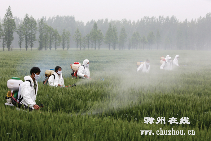 滁州在线-滁州要闻-全面防治小麦赤霉病