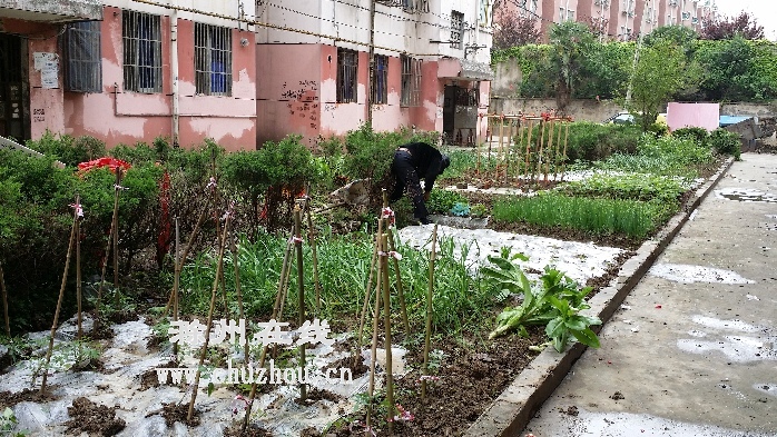 滁州在线-社会民生-滁州：小区公共绿地变身私家“小菜园”