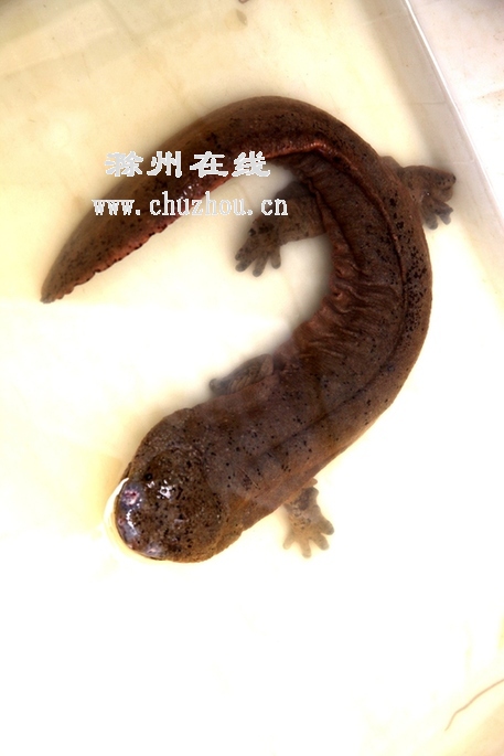 滁州在线-社会民生-滁州凤阳：养殖户发现一条巨型娃娃鱼