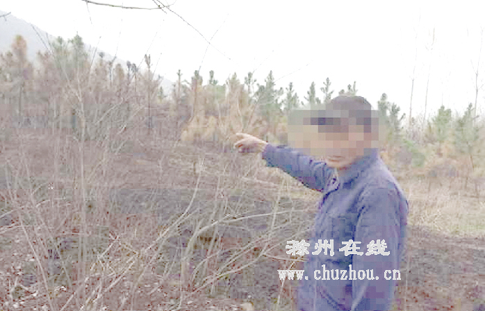 滁州在线-社会民生-滁州凤阳：林场遭遇大火