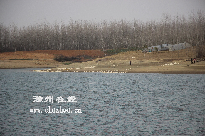 滁州在线-本网原创-滁州沙河集水库上游水质状况