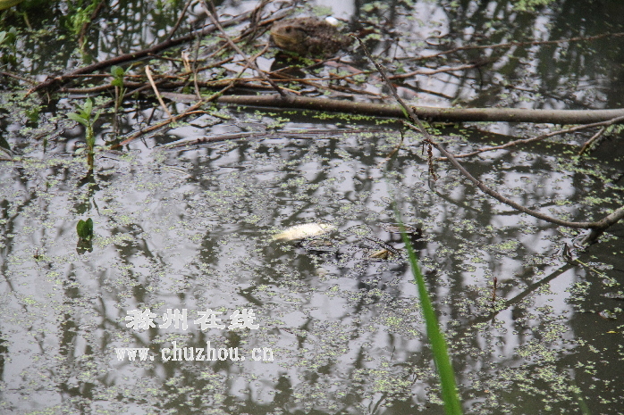 滁州在线-本网原创-滁州沙河集水库上游水质状况
