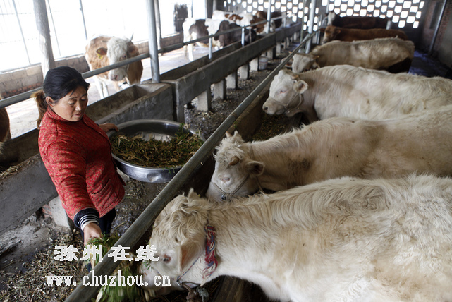 留守村民 养牛致富