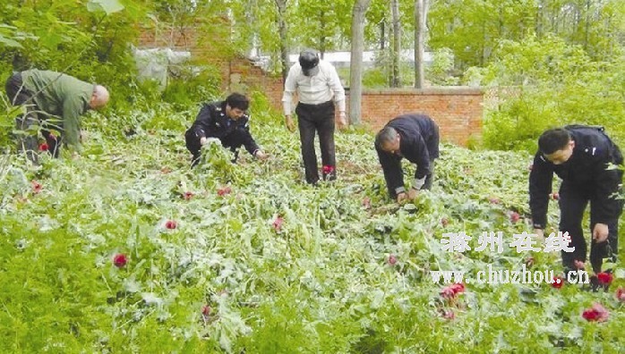 滁州在线-社会民生-四位老人敬老院旁种罂粟