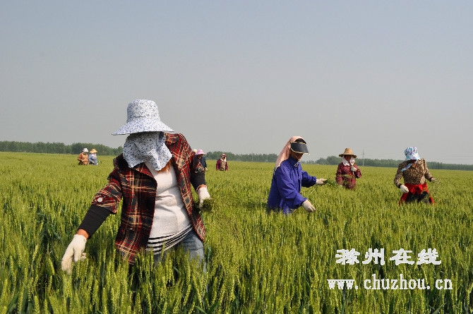 滁州在线-滁州要闻-去杂除劣保纯度