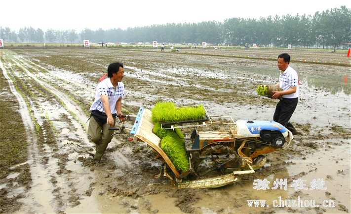 滁州在线-滁州要闻-插秧
