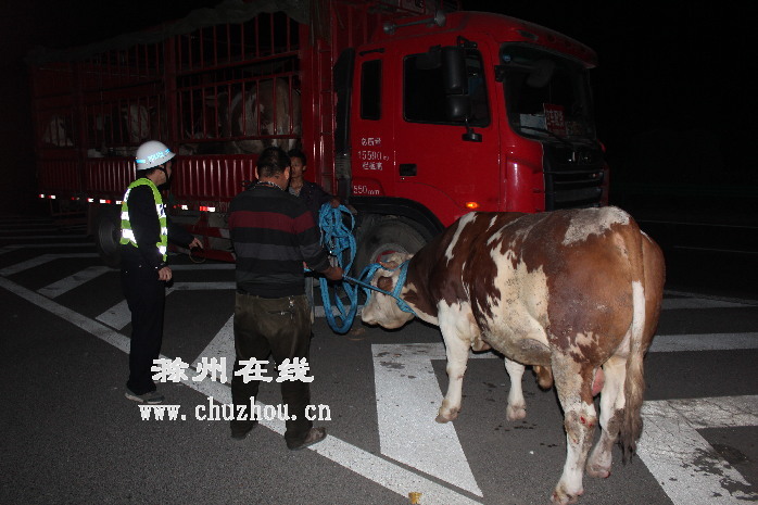 滁州在线-社会民生-滁州：高速公路上，暴躁黄牛四处乱窜