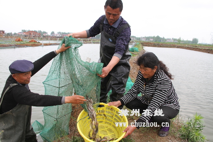 滁州在线-滁州要闻-滁州：返乡创业惠村民