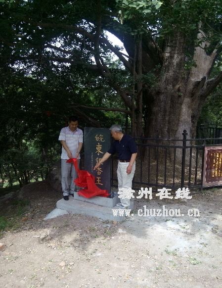 滁州在线-社会民生-“皖东银杏王” 在滁州来安命名揭碑