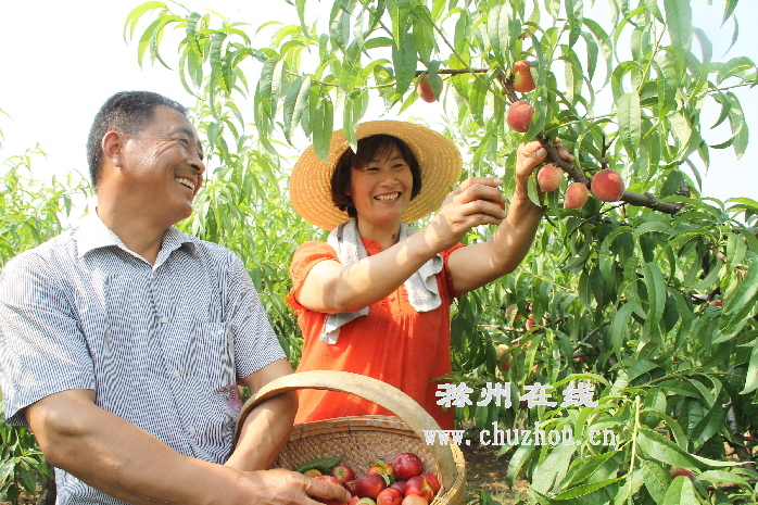 滁州在线-社会民生-滁州明光：两女户喜摘丰收桃