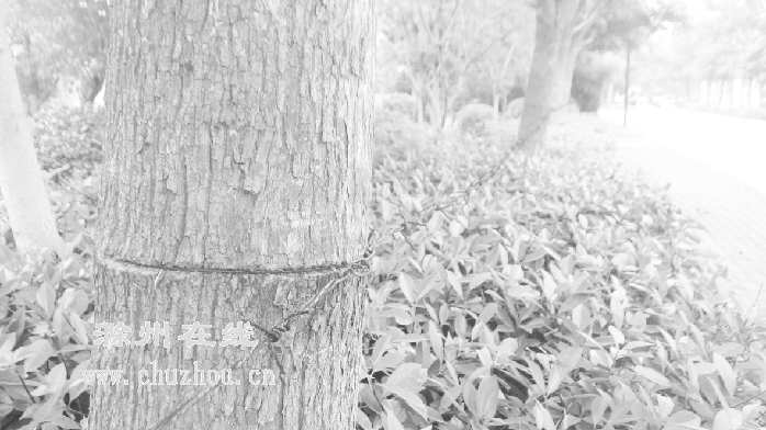 滁州在线-社会民生-南湖二期多株行道树被戴“紧箍”