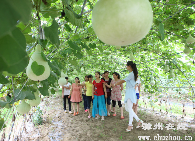 滁州在线-滁州要闻-小岗金葫芦 助推生态游