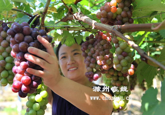 滁州在线-滁州要闻-滁州天长：葡萄丰收乐开怀