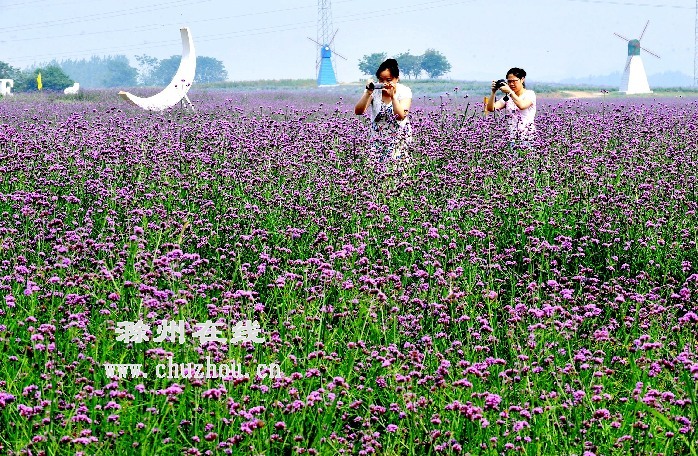 滁州在线-社会民生-滁州：生态田园好风光